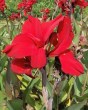 Canna Red Dazzler 5
